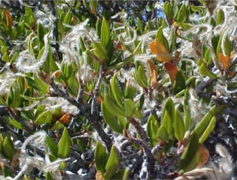 Cercocarpus ledifolius plant