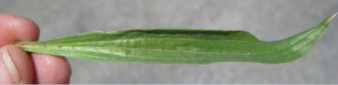 Buckhorn Plantain leaf
