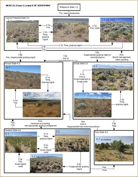 Photo based state and transition model of MLRA 25 Group 4 Loamy 8-10 ecological site.