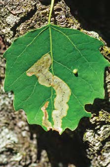 A whole leaf is shown with the after effects of the leafminer larvae leaving it patchy and discolored.