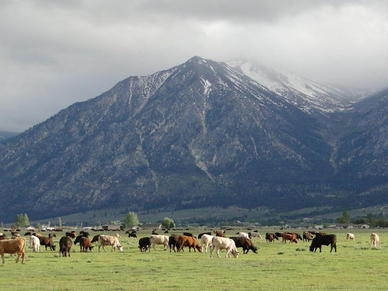 Agriculture in the Carson Valley. Photo by: Lena Johnstone.