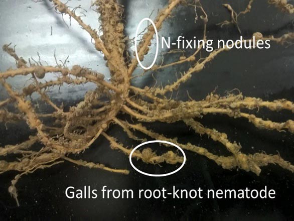 Nitrogen-fixing nodules are small, round and regular. Nematode lesions are larger, irregular and cause swelling of roots.