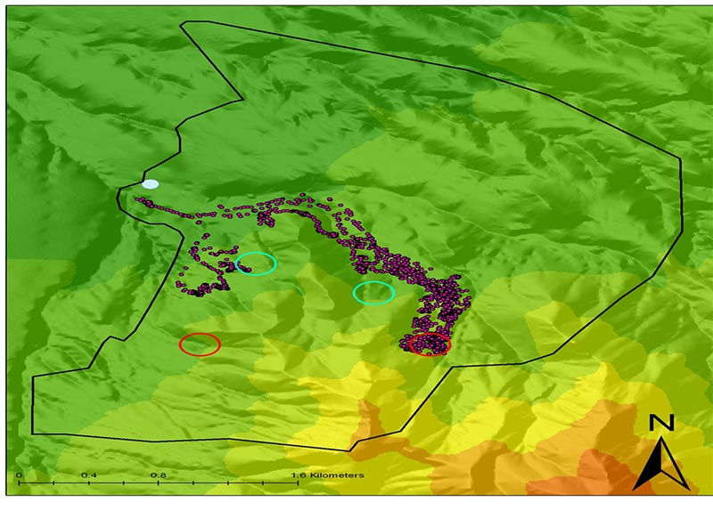 GPS map of cattle distribution near protein placement and after stockmenship to show the cattle the protein.