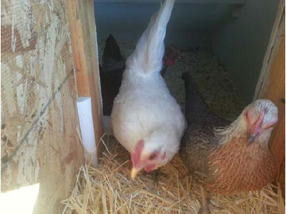 Inside a Chicken Coop: 8 Essential Features