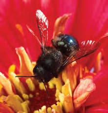 Close up of a blue orchard bee on a red flower.