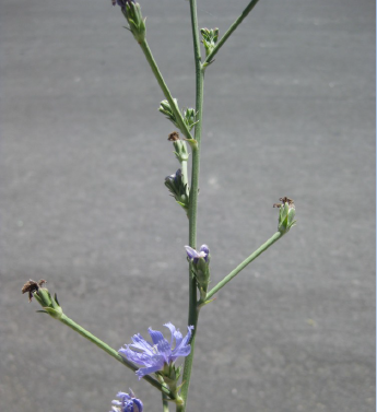 Stems