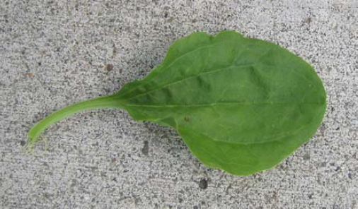 Broadleaf plantain leaves