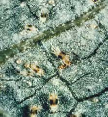A close up of the underside of a leaf shows multiple spider mites.