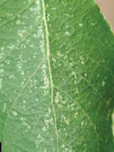 A close up of the underside of a leaf shows the damage of leafhoppers with small discolored spots all over.