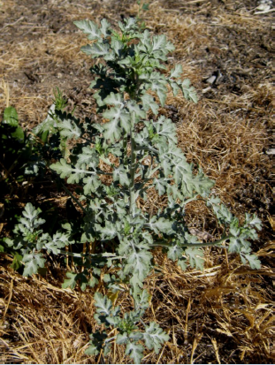 Growing bursage plant