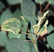 Eriophyid mites, too small to see, have damaged the plant causing discoloration and leaf curl