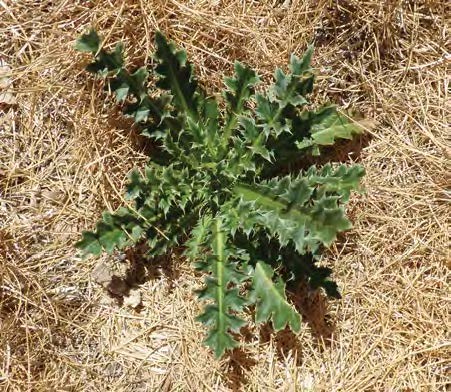 Photo of Weeds