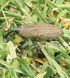 Close up of an adult billbug.