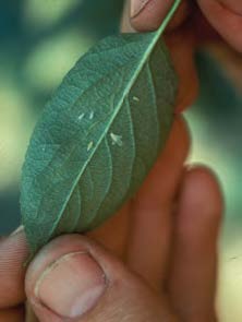 A hand holds a damaged leaf from leafhoppers showing small light patches.