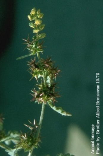 Bursage flower