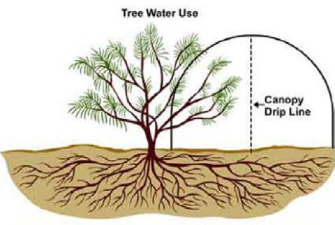 Tree water use