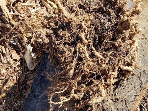 These tomato roots are severely infected with root- knot nematodes. The plant did not survive.