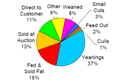 Pie graph of marketing Methods to show the majority are yearlings
