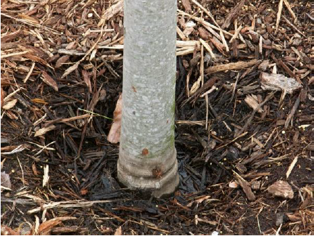 Drainage and girdling problem with tree