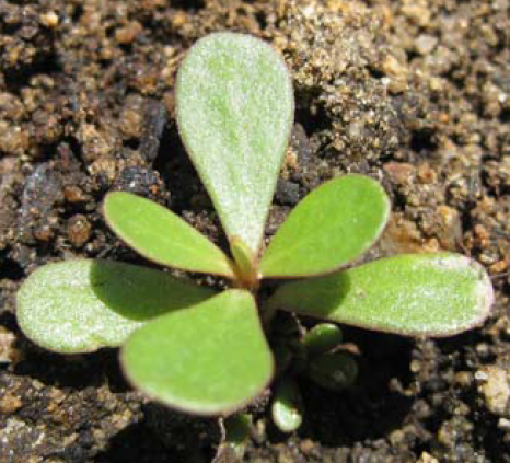 Common purslane seedling