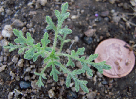 Bursage seedling