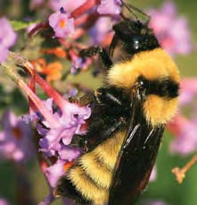 Close up of a bumblebee.