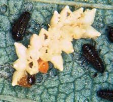 Early hatch larvae of a elm leaf beetle on a leaf