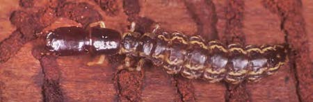 A larva snakefly on some bark.