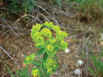 Photo of leafy spurge yellow and green flowers