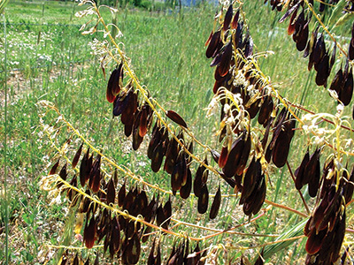 Photo of dyer's woad plant