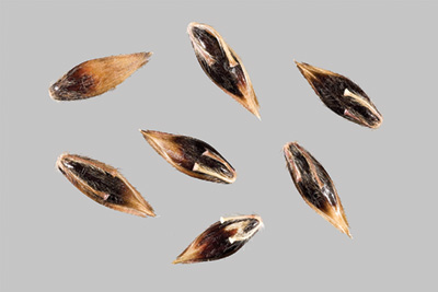 Photo of dark brown and tan colored johnsongrass seeds