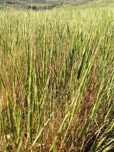 Photo of a field of jointed goatgrass plants