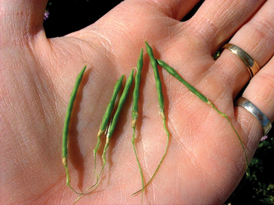 Photo of goatsrue seed pods