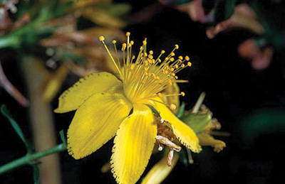 Photo of common St. Johnswort flower