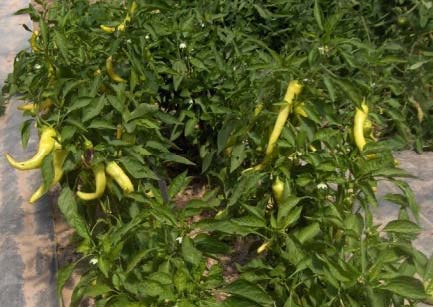 Banana peppers surrounded by leaves on stem.