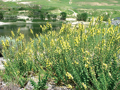 Photo of dalmatian toadflax plant in front of a lake.