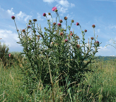 Photo of musk thistle plant with pink flowers