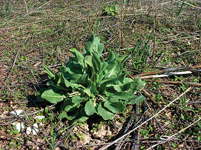 Photo of dyer's woad rosette