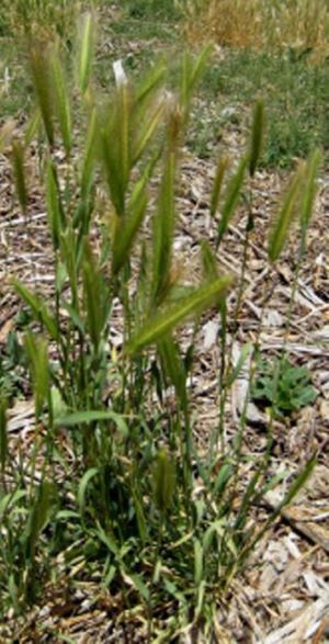 Photo of Hare Barley plant