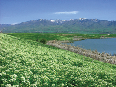 Photo of hoary cress infestation next to a lake