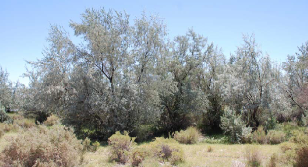 Russian-olive tree