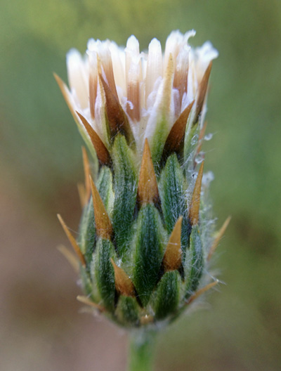Photo of Mediterranean desert knapweed