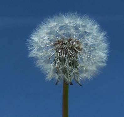 Close up photo of dandelion seeds attached to stem.