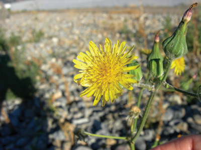 Photo of perennial sowthistle yellow flower