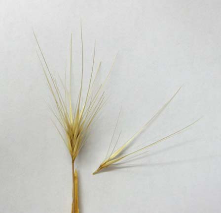 Hare Barley seeds