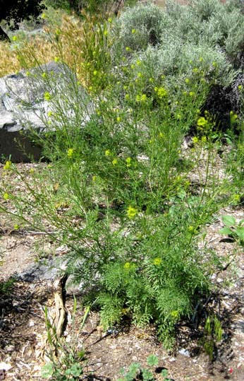 Photo of flixweed plant growing in a disturbed site.