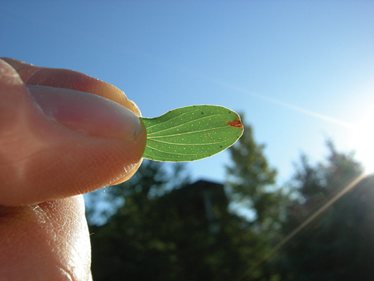Photo of fingers holding st. johnswort leaf