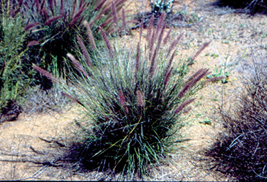 Photo of crimson fountaingrass plant