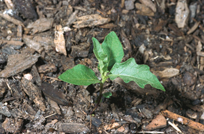 Photo of horsenettle plant 
