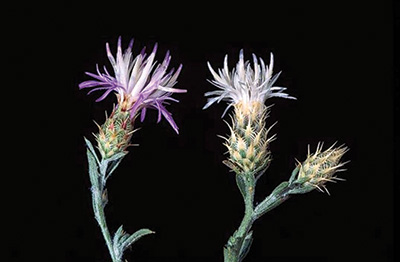 Photo of diffuse knapweed flowers